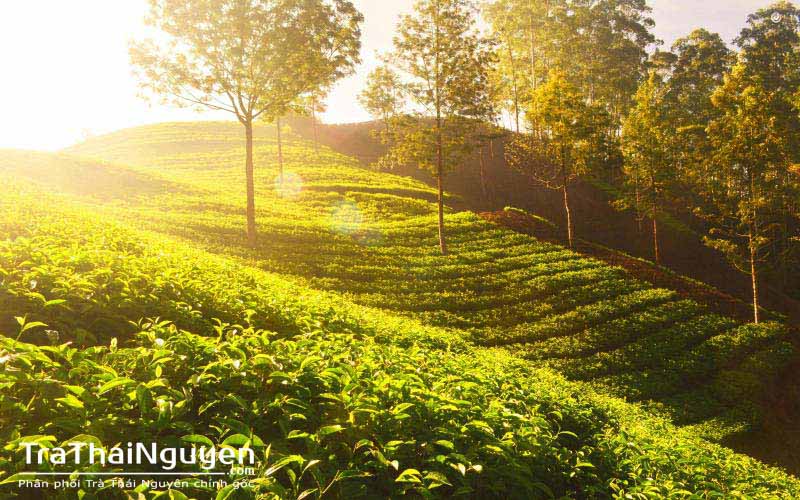 Trà Thái Nguyên giá gốc tại Sài Gòn