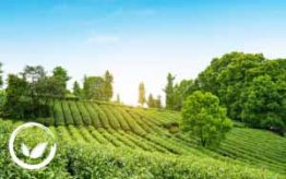 Thương hiệu trà Đen số 1 Việt Nam