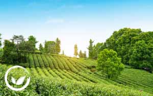 Thương hiệu trà Đen số 1 Việt Nam