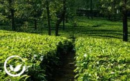 Trà và ẩm thực Việt Nam