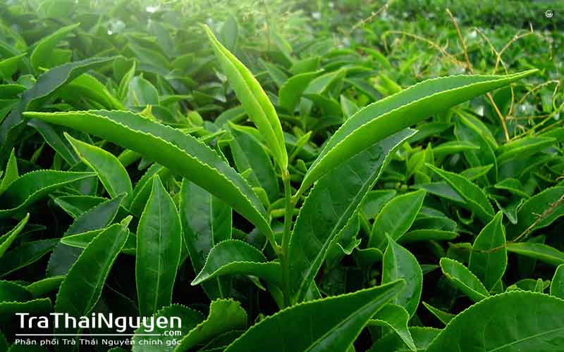 Chè Bắc tại Sài Gòn