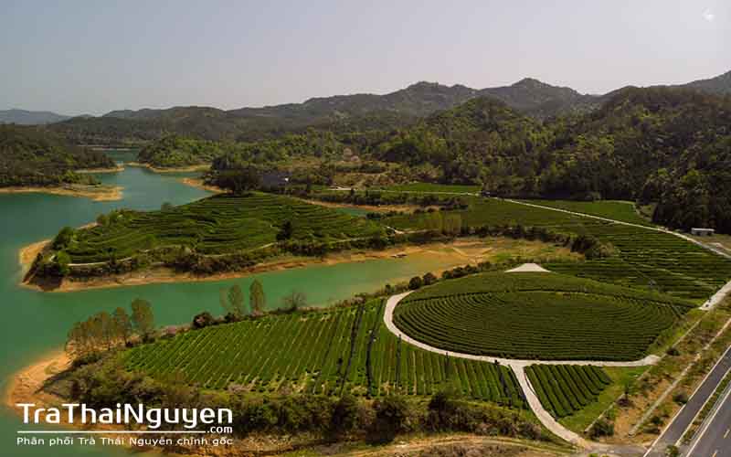 Chè Thái Nguyên Bán Ở Sài Gòn