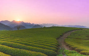 Chè Thái Nguyên Ở Sài Gòn