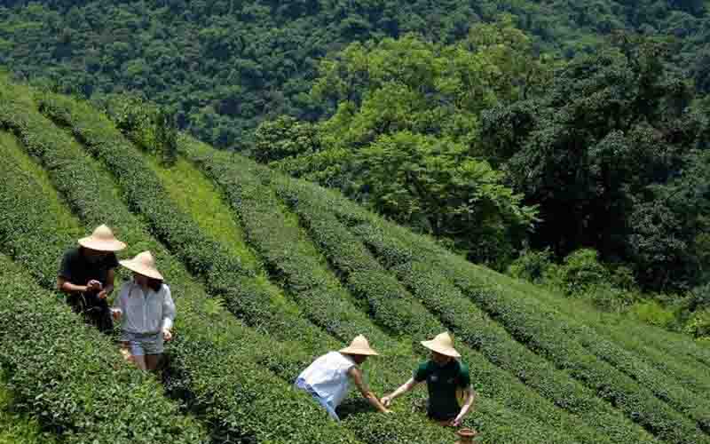 Trà Bắc Thái Nguyên chính gốc