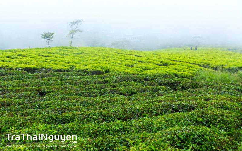 Trà Bắc Thái chính gốc