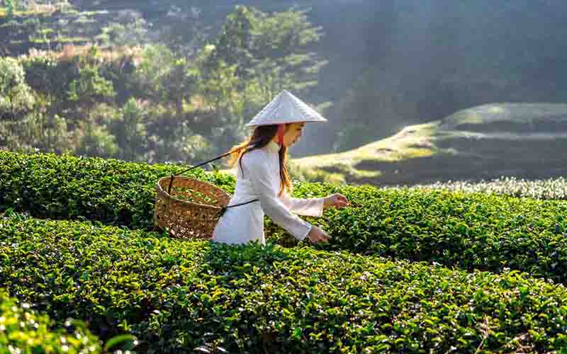Trà Bắc Thái mua đâu tại Sài Gòn
