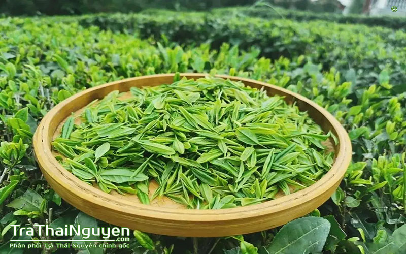 Trà Bắc tại Tp. Hồ Chí Minh