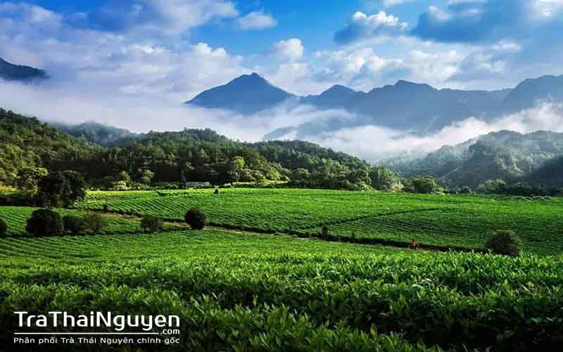 Trà Thái Nguyên Chính Gốc 100%