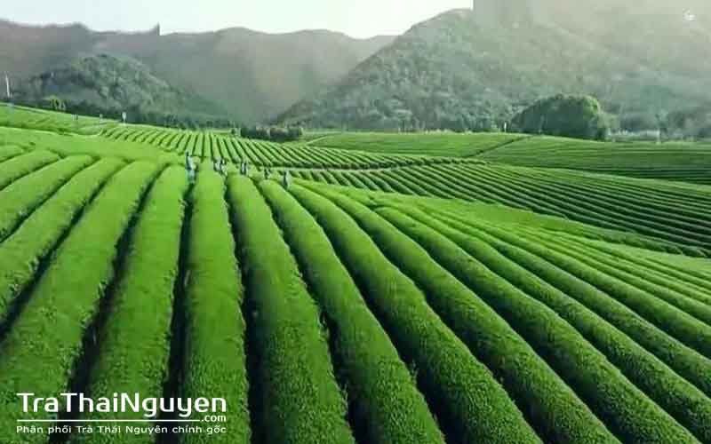 Chè Bắc Thái Nguyên uy tín - chính gốc