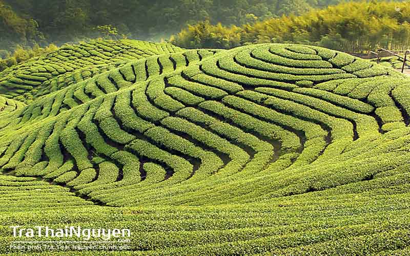 Chè Tân Cương Hảo Hạng Mua Ở Đâu