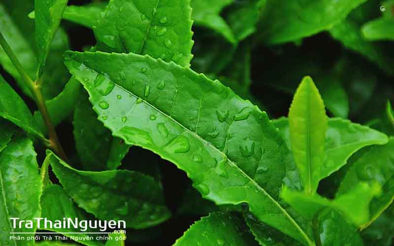 Đại Lý Trà Thái Nguyên Số 1 Tại Sài Gòn