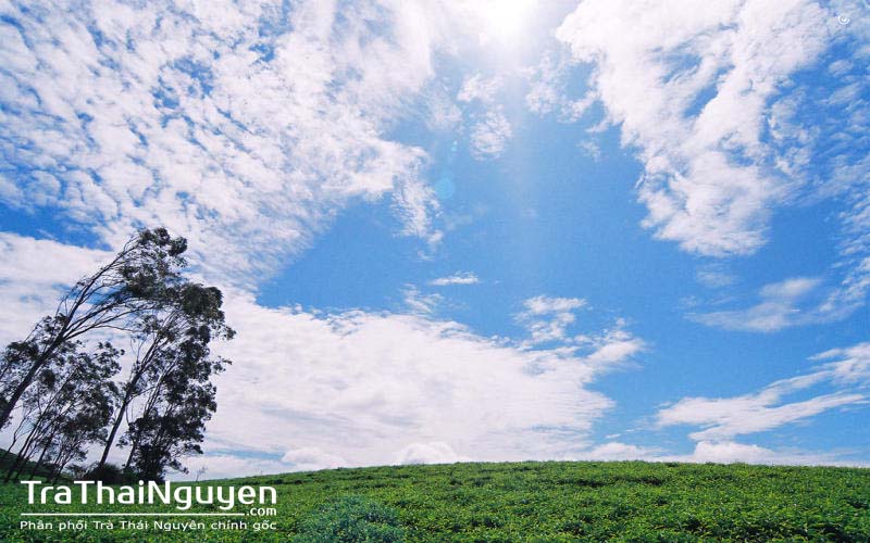 Đặt Hàng Chè Thái Nguyên Online