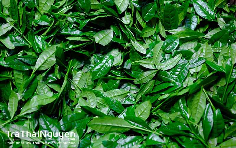 Địa Chỉ Mua Trà Thái Nguyên Uy Tín Nhất
