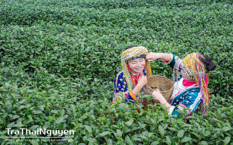 Giá Trà Thái Nguyên Ngon Nhất