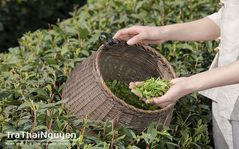 Mua Trà Thái Nguyên hảo hạng
