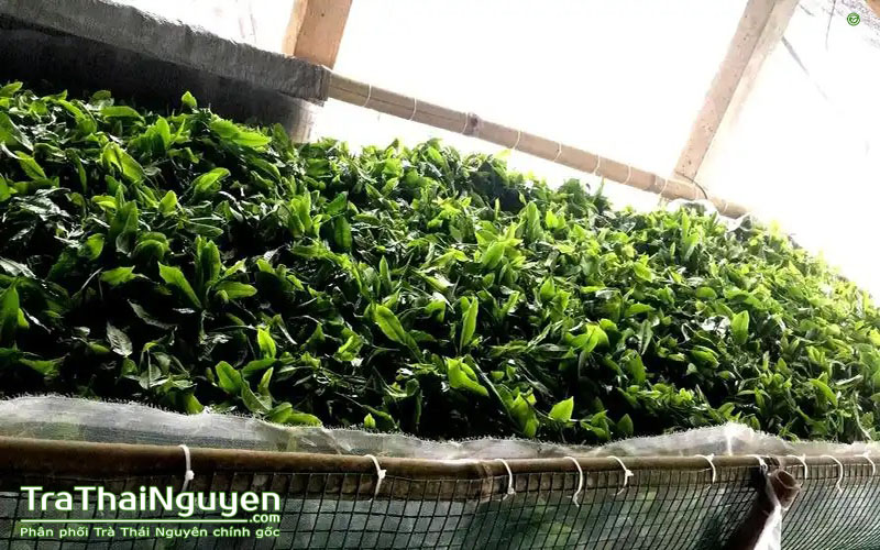 Nơi Bán Trà Thái Nguyên Nguyên Chất