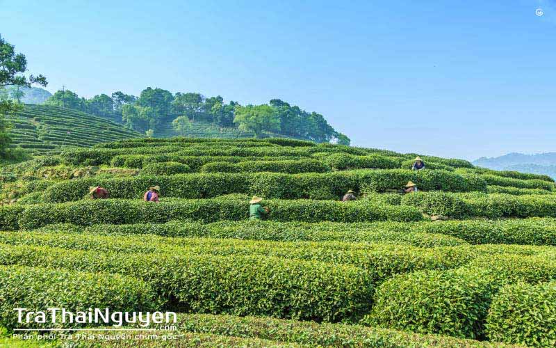 So sánh Trà Thái Nguyên