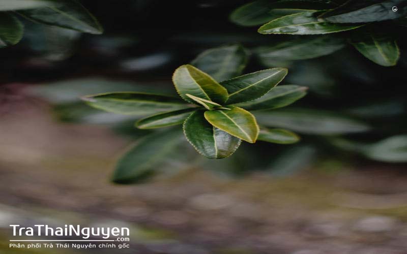 Trà Búp Thái Nguyên Ngon