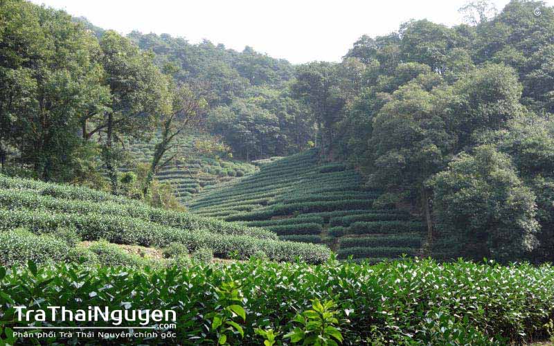 Trà Búp Thái Nguyên