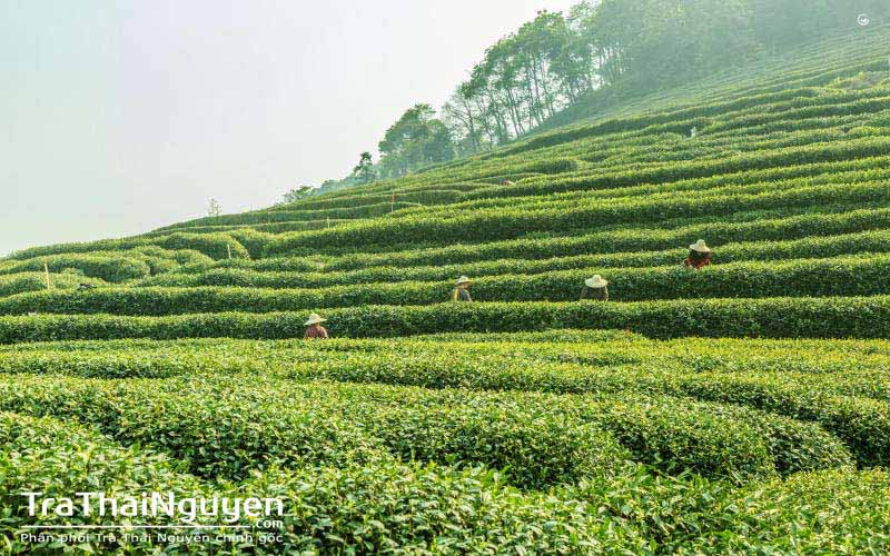 Trà Tân Cương Thái Nguyên Loại 1