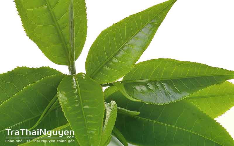 Trà Thái Nguyên Ngon Thượng Hạng